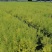 亮晶女贞批发基地，大杯亮晶女贞数量多，亮金女贞球