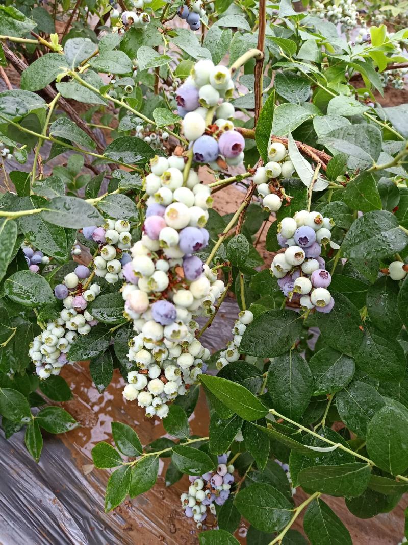 适应南北方种植的蓝莓苗盆栽地栽庭院种植的蓝莓树苗供应