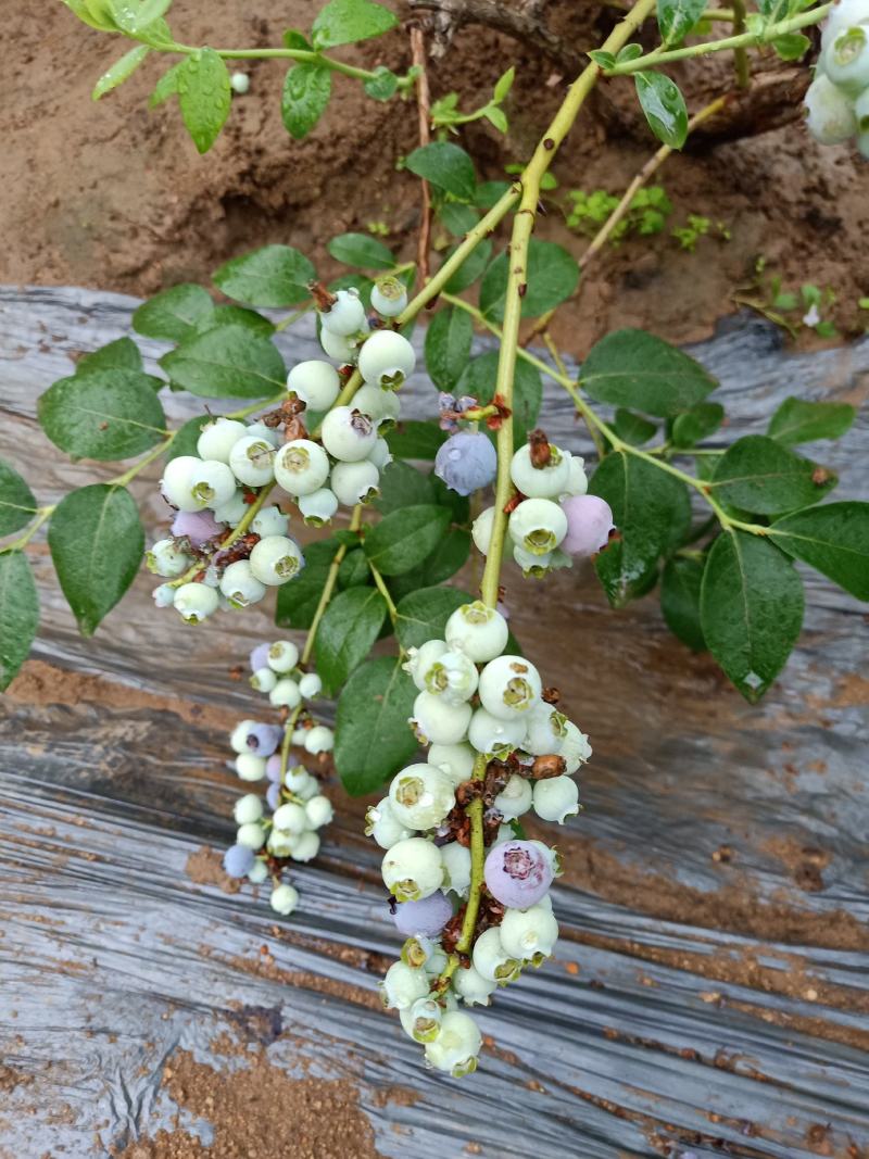 适应南北方种植的蓝莓苗盆栽地栽庭院种植的蓝莓树苗供应