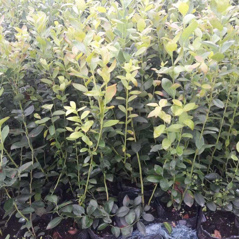 适应南北方种植的蓝莓苗盆栽地栽庭院种植的蓝莓树苗供应