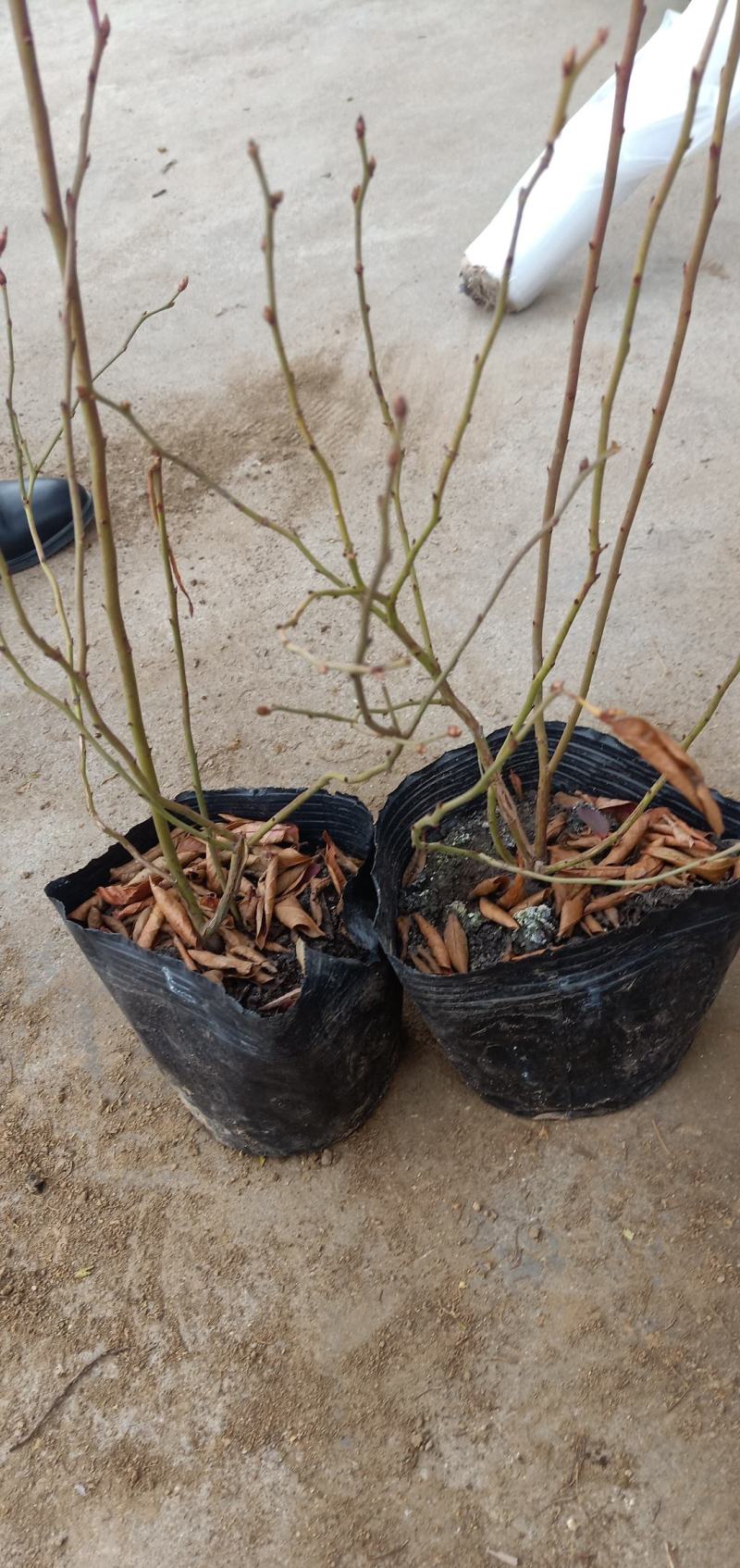 适应南北方种植的蓝莓苗盆栽地栽庭院种植的蓝莓树苗供应