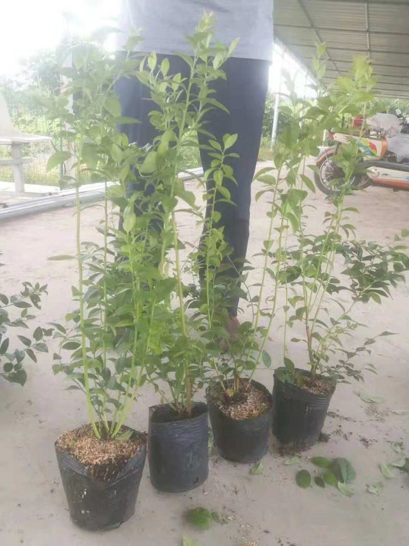 适应南北方种植的蓝莓苗盆栽地栽庭院种植的蓝莓树苗供应