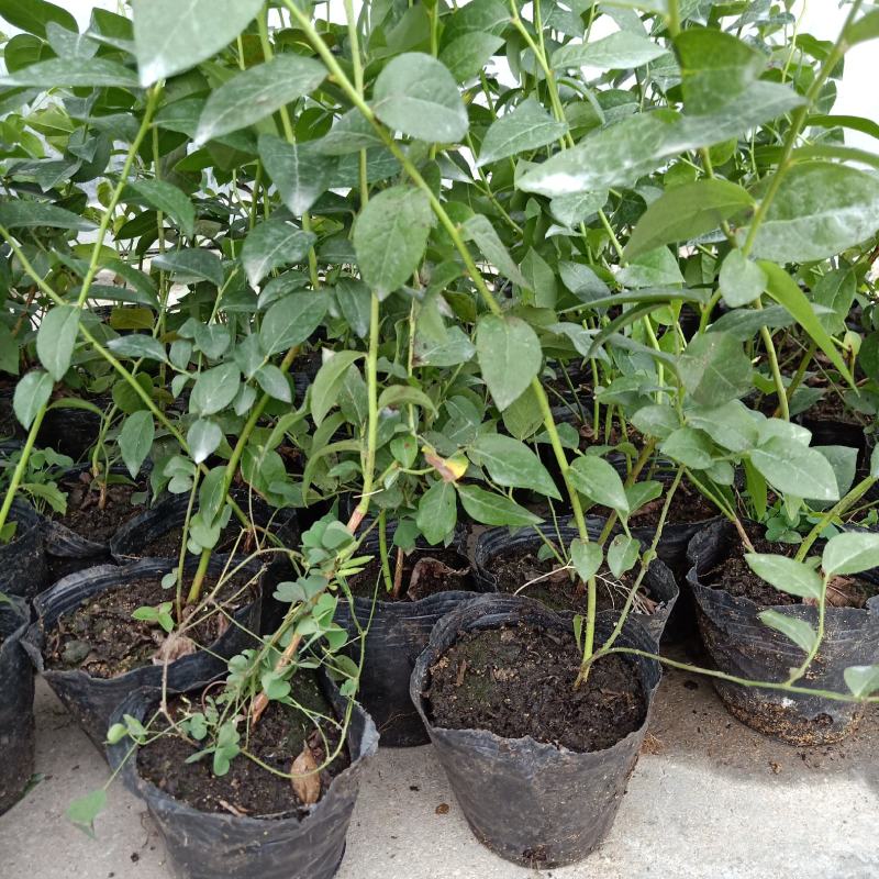 适应南北方种植的蓝莓苗盆栽地栽庭院种植的蓝莓树苗供应