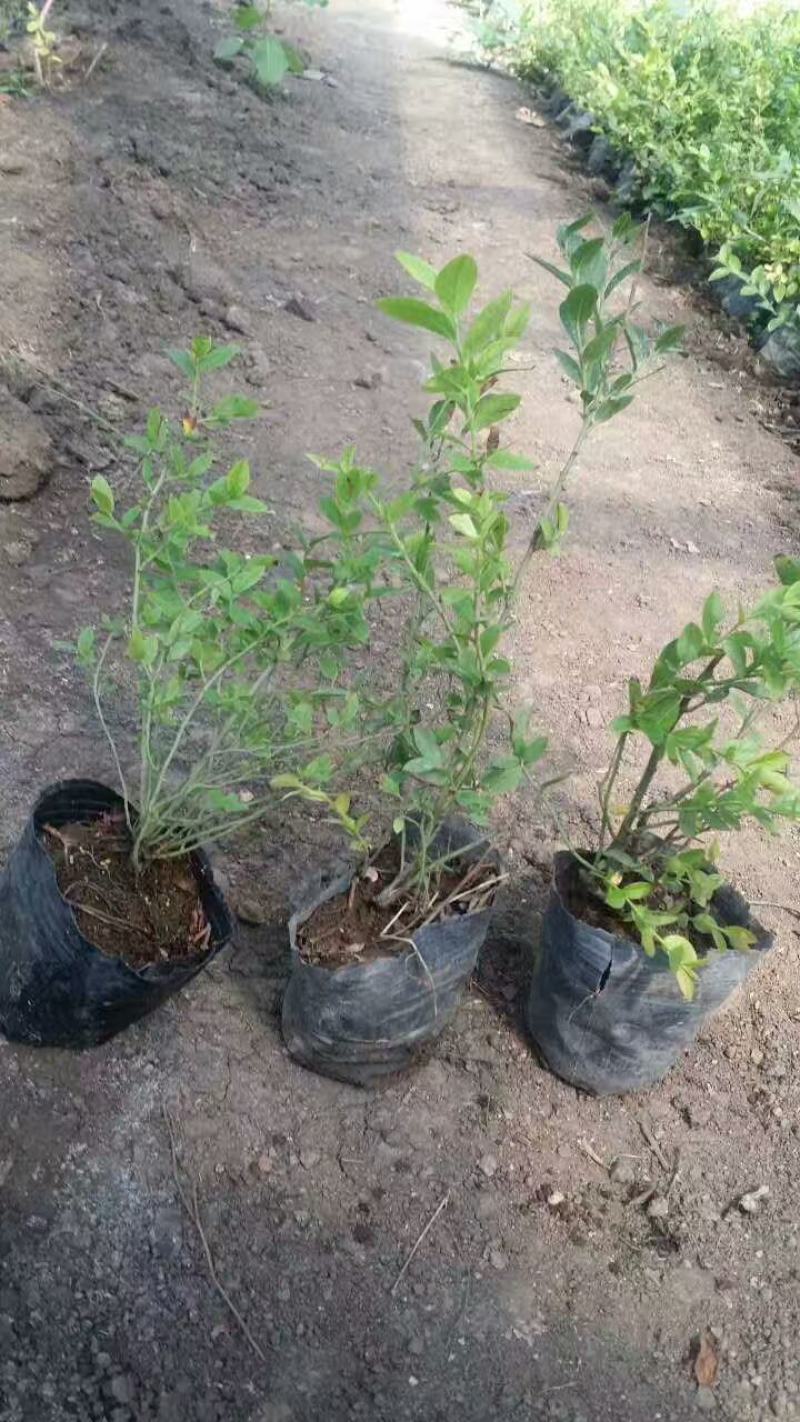 适应南北方种植的蓝莓苗盆栽地栽庭院种植的蓝莓树苗供应