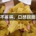 云南特产生苦荞丝薄苦荞片干货油炸半成品粗粮荞麦锅巴整箱批