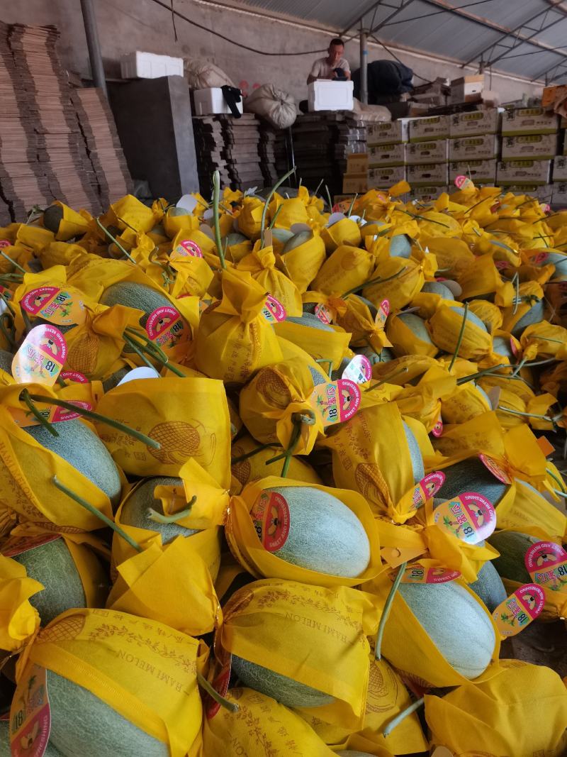【热销】滑县哈密瓜精品晓蜜25，大量上市，产地直发