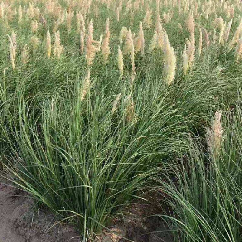 观赏草正宗矮蒲苇花叶蒲苇庭院别墅花镜耐寒耐热耐旱宿根