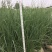 观赏草正宗矮蒲苇花叶蒲苇庭院别墅花镜耐寒耐热耐旱宿根