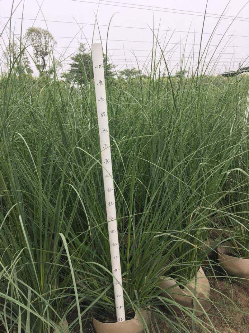 观赏草正宗矮蒲苇花叶蒲苇庭院别墅花镜耐寒耐热耐旱宿根