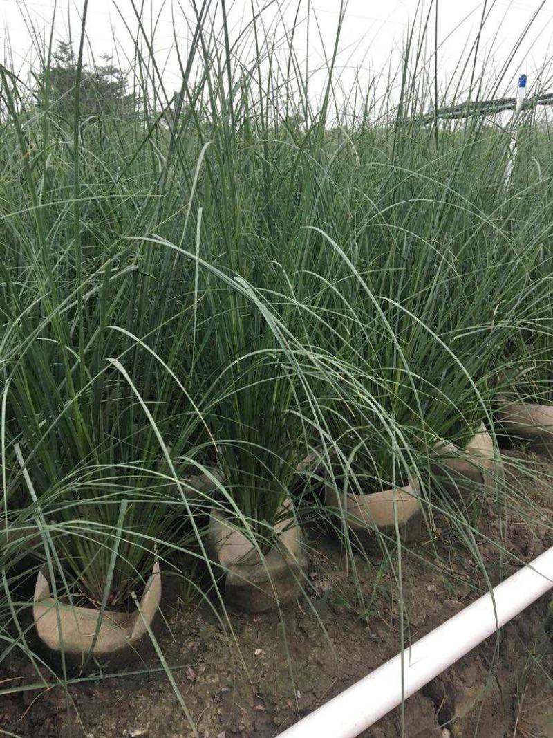 观赏草正宗矮蒲苇花叶蒲苇庭院别墅花镜耐寒耐热耐旱宿根