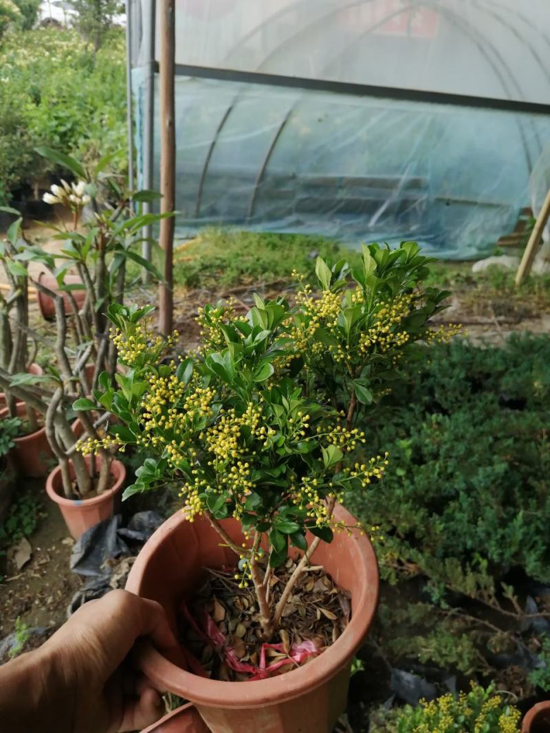 米兰花盆栽，米兰花盆景。开花非常香的。正品小样，米兰。