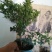 米兰花盆栽，米兰花盆景。开花非常香的。正品小样，米兰。