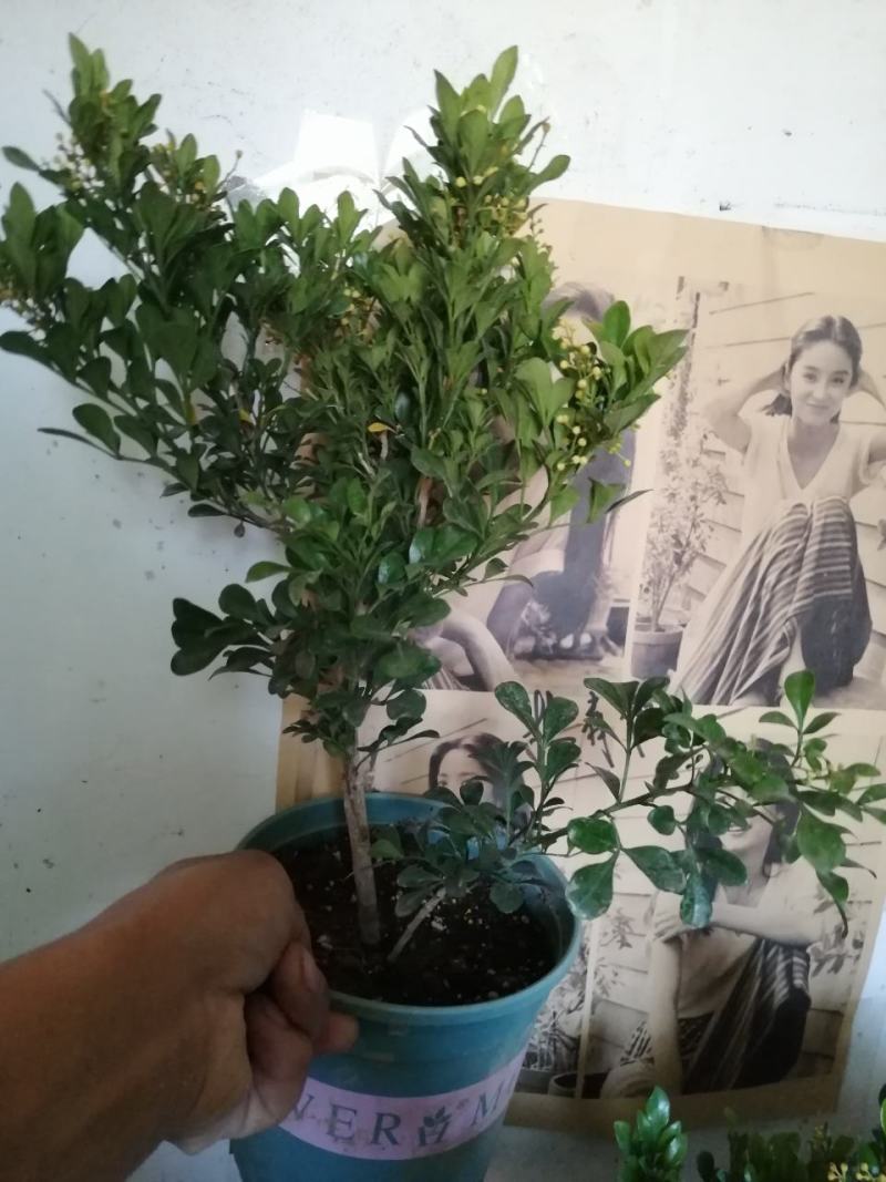 米兰花盆栽，米兰花盆景。开花非常香的。正品小样，米兰。