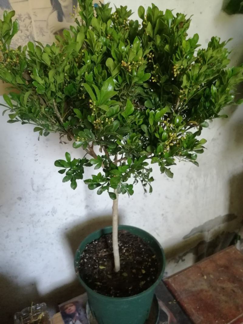 米兰花盆栽，米兰花盆景。开花非常香的。正品小样，米兰。