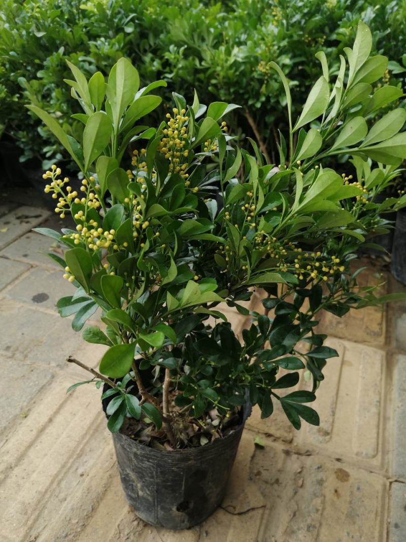 米兰花盆栽，米兰花盆景。开花非常香的。正品小样，米兰。