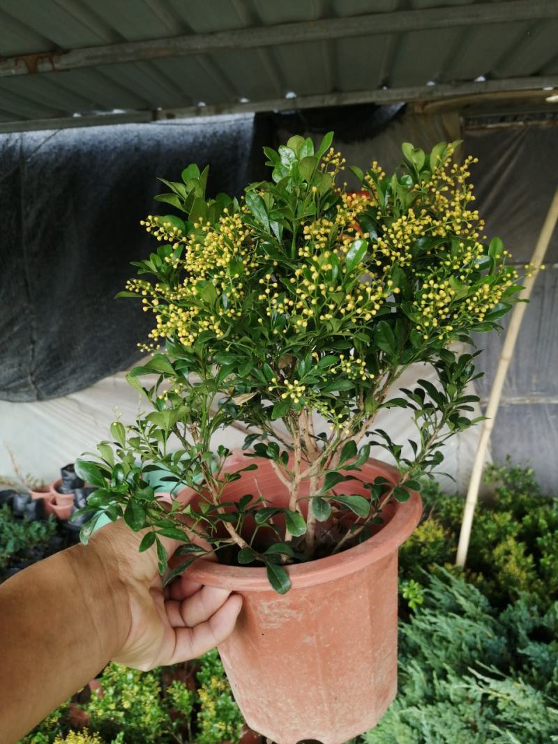 米兰花盆栽，米兰花盆景。开花非常香的。正品小样，米兰。