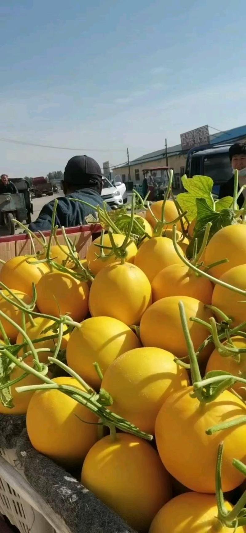 【热销】滑县哈密瓜精品晓蜜25，大量上市，产地直发