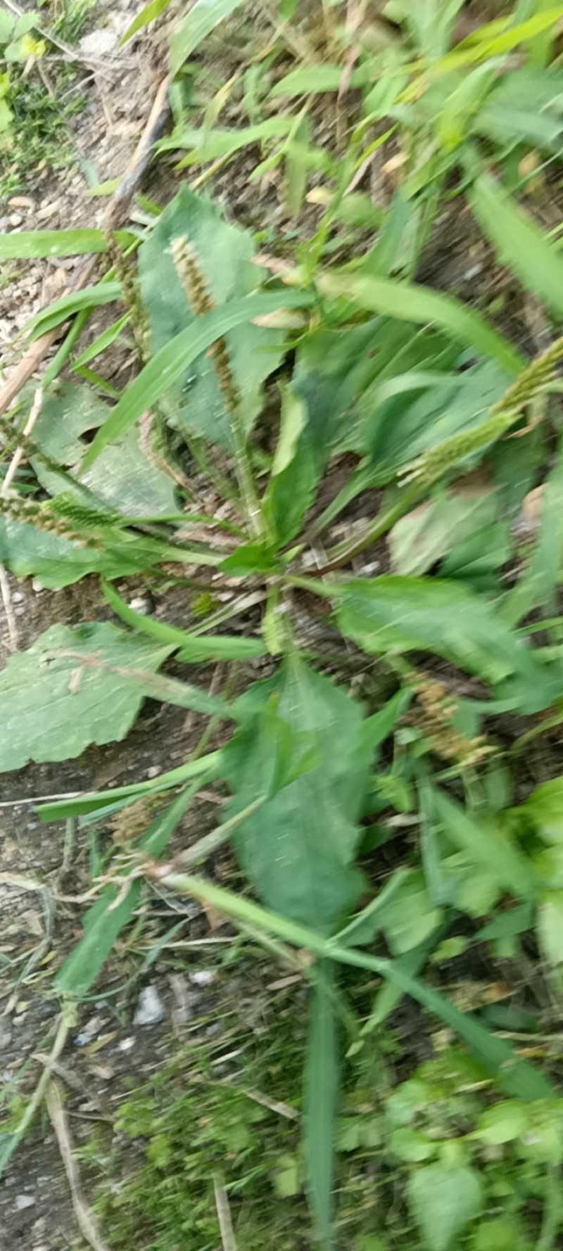 野生江西车前草