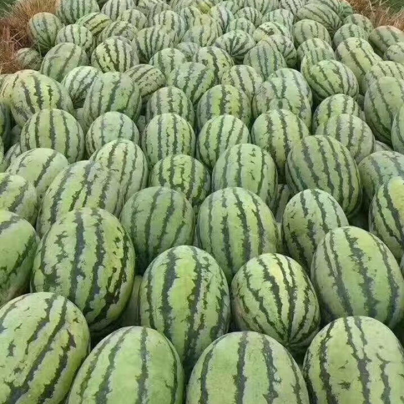 精品进城5号西瓜，产地直发，量大从优，价格优惠