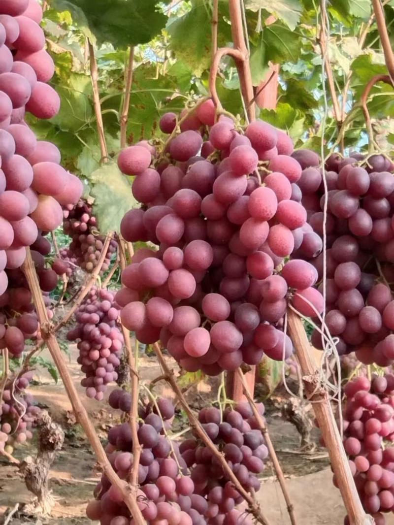 鸿鑫果业大量供应辽南地区大棚里红提葡萄，产地直发，代发，