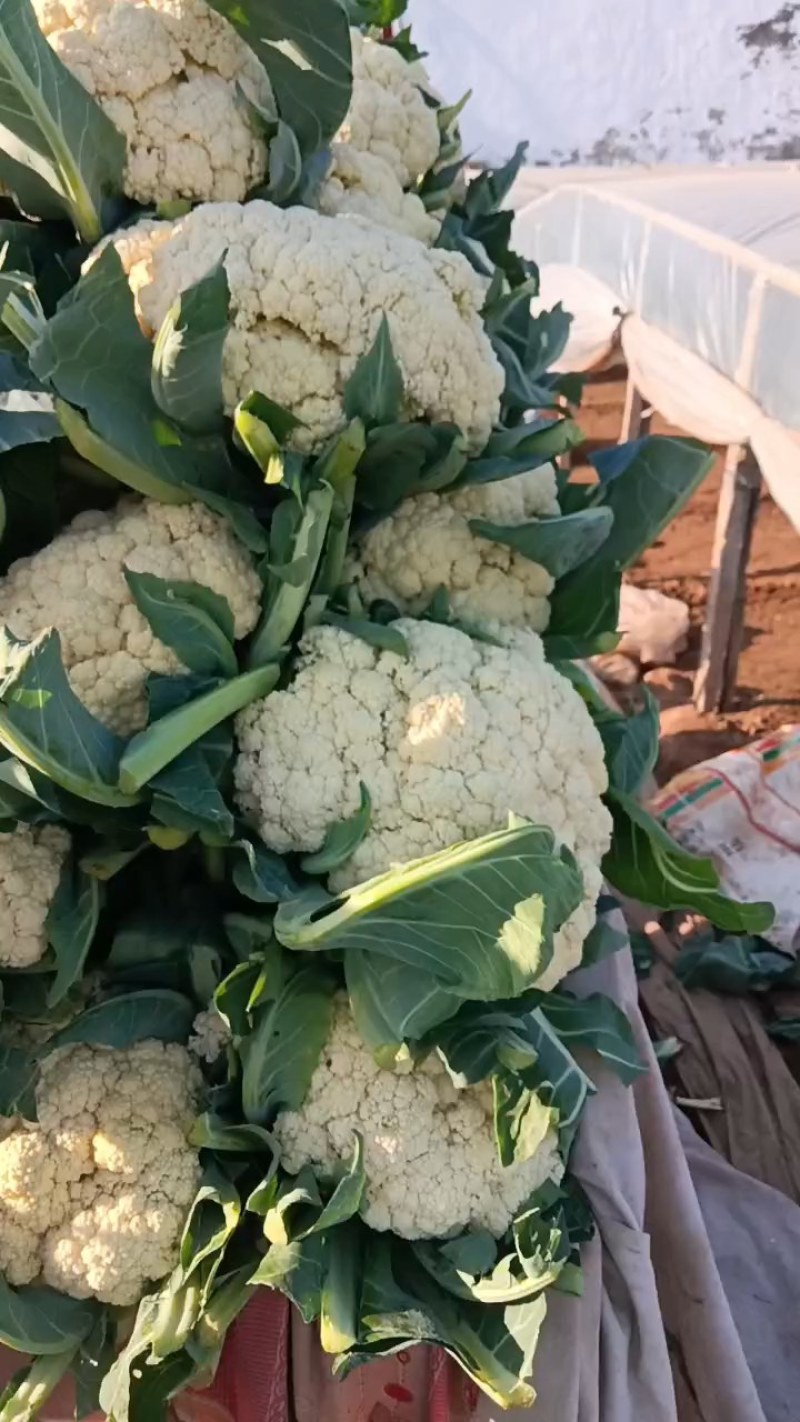 精品有机花万亩基地，质量好价格优。。。。