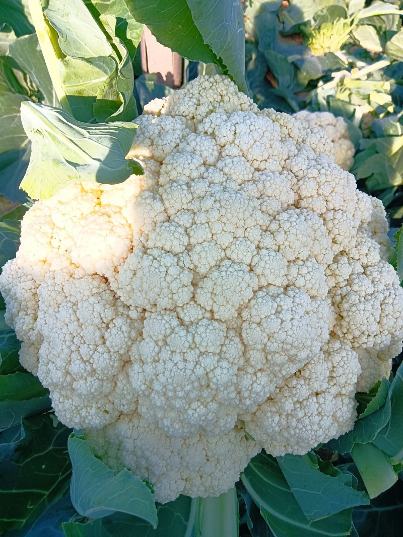 精品有机花万亩基地，质量好价格优。。。。