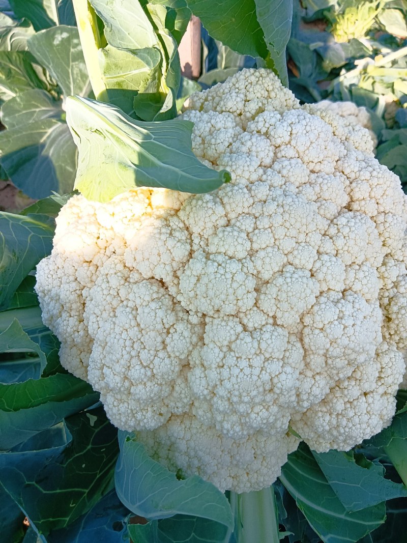 精品有机花万亩基地，质量好价格优。。。。