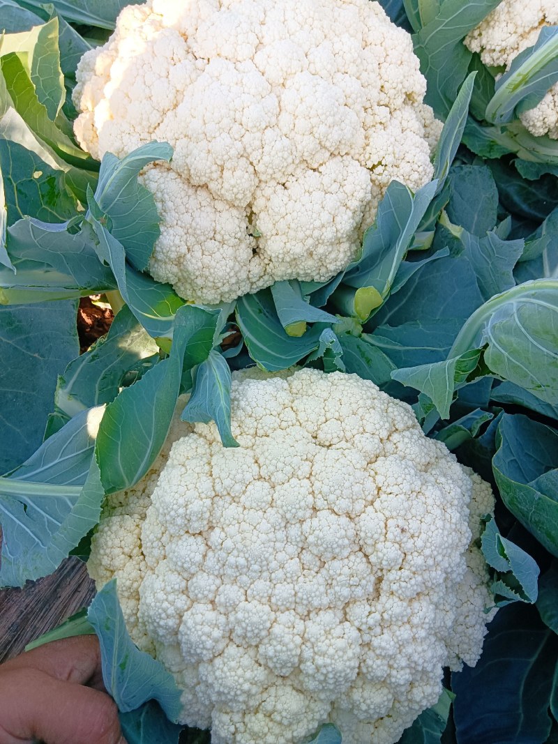 精品有机花万亩基地，质量好价格优。。。。