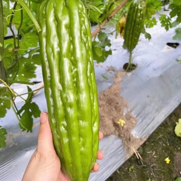 【推荐】广东广西油绿肉苦瓜苗直播苗嫁接苗常年有货苗场基地