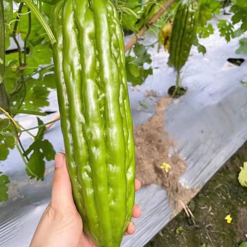 【推荐】广东广西油绿肉苦瓜苗直播苗嫁接苗常年有货苗场基地