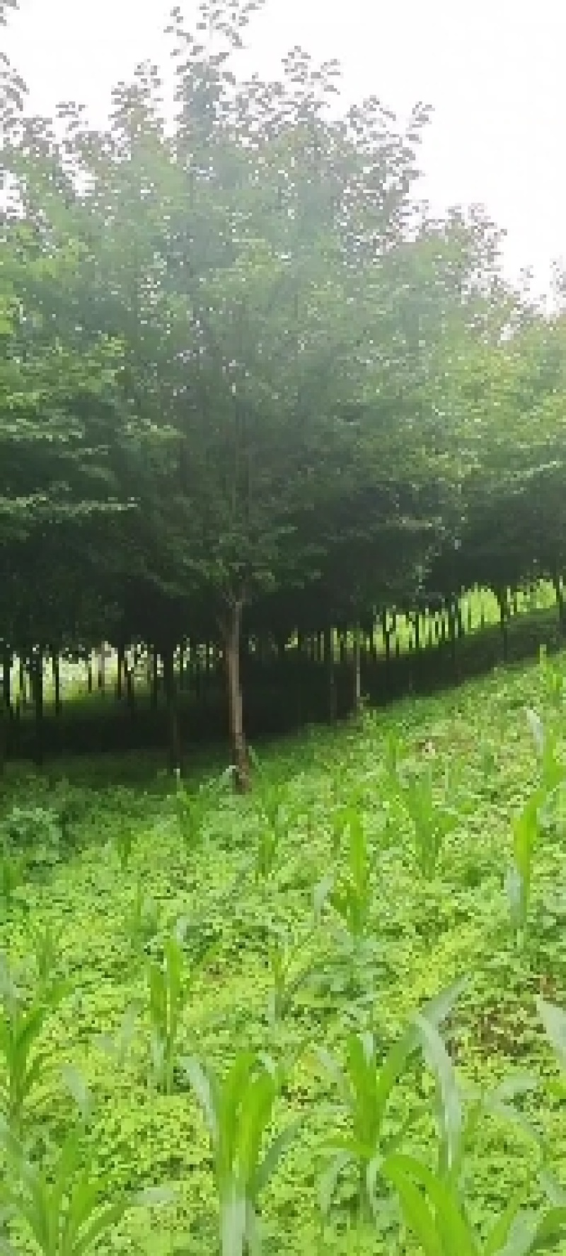 精品8公分樱花，苗圃常年大量供应，树型优美，性价比很高