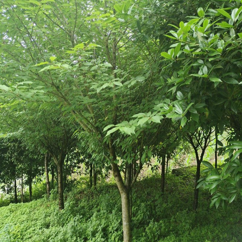 精品8公分樱花，苗圃常年大量供应，树型优美，性价比很高