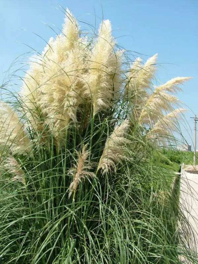 矮蒲苇种子庭院阳台多年生观赏草籽花叶蒲苇四季常绿芦苇宿根