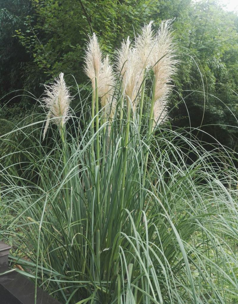矮蒲苇种子庭院阳台多年生观赏草籽花叶蒲苇四季常绿芦苇宿根