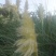 矮蒲苇种子庭院阳台多年生观赏草籽花叶蒲苇四季常绿芦苇宿根
