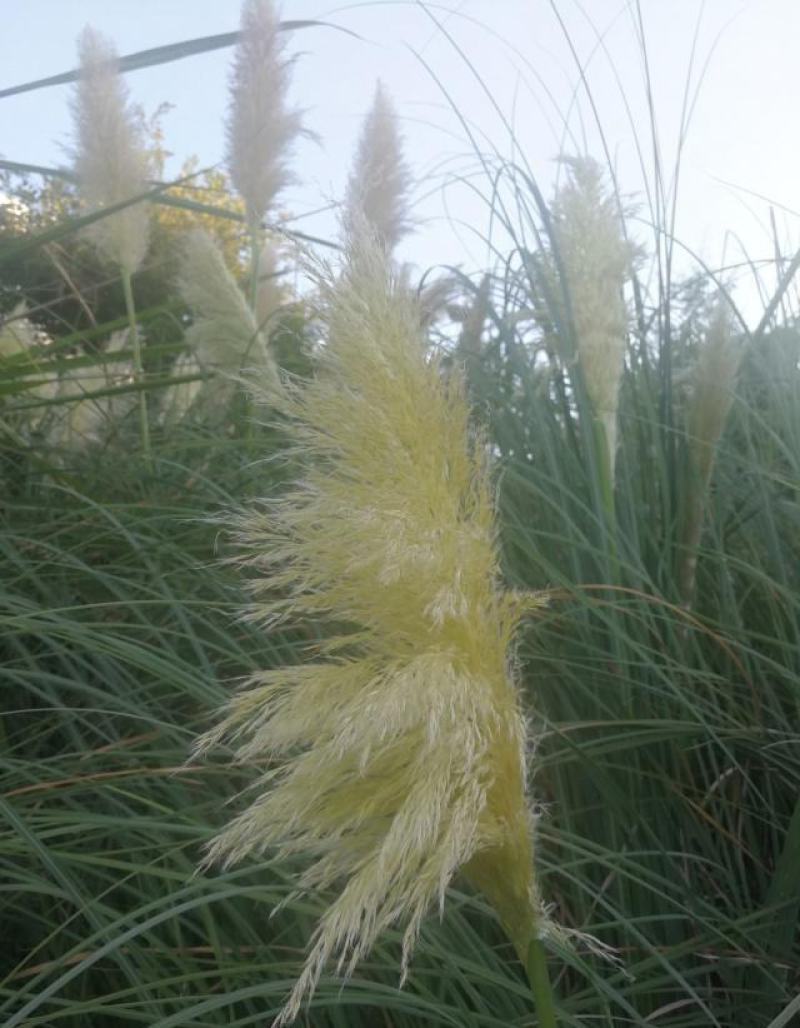 矮蒲苇种子庭院阳台多年生观赏草籽花叶蒲苇四季常绿芦苇宿根