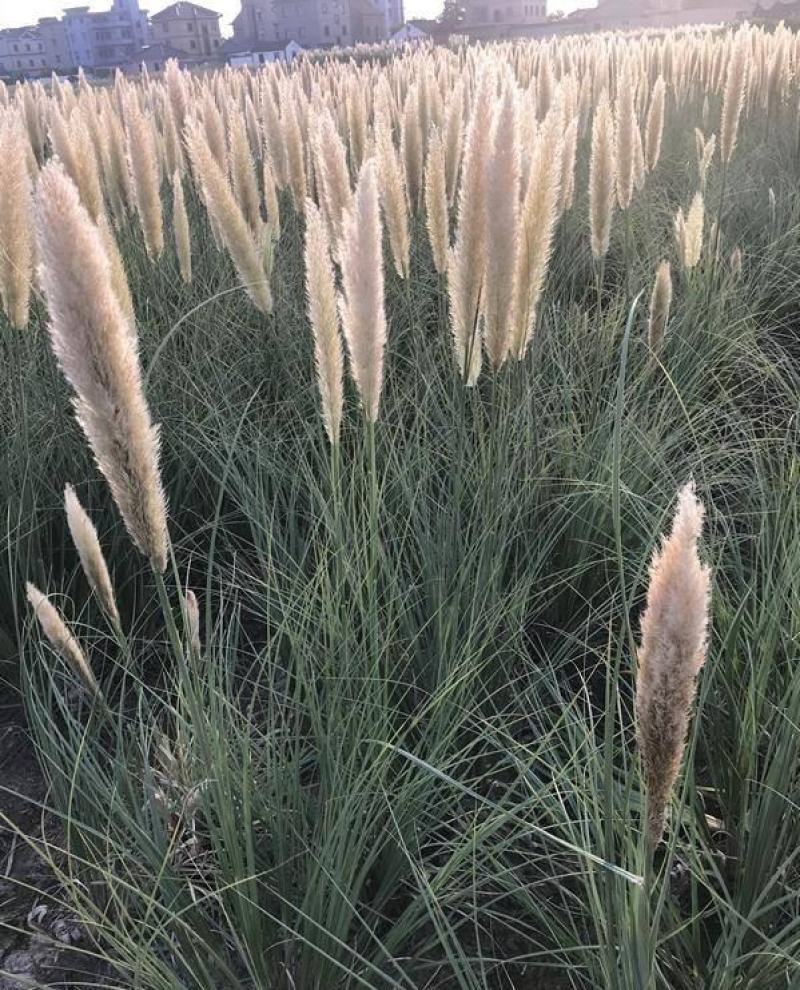 矮蒲苇种子庭院阳台多年生观赏草籽花叶蒲苇四季常绿芦苇宿根