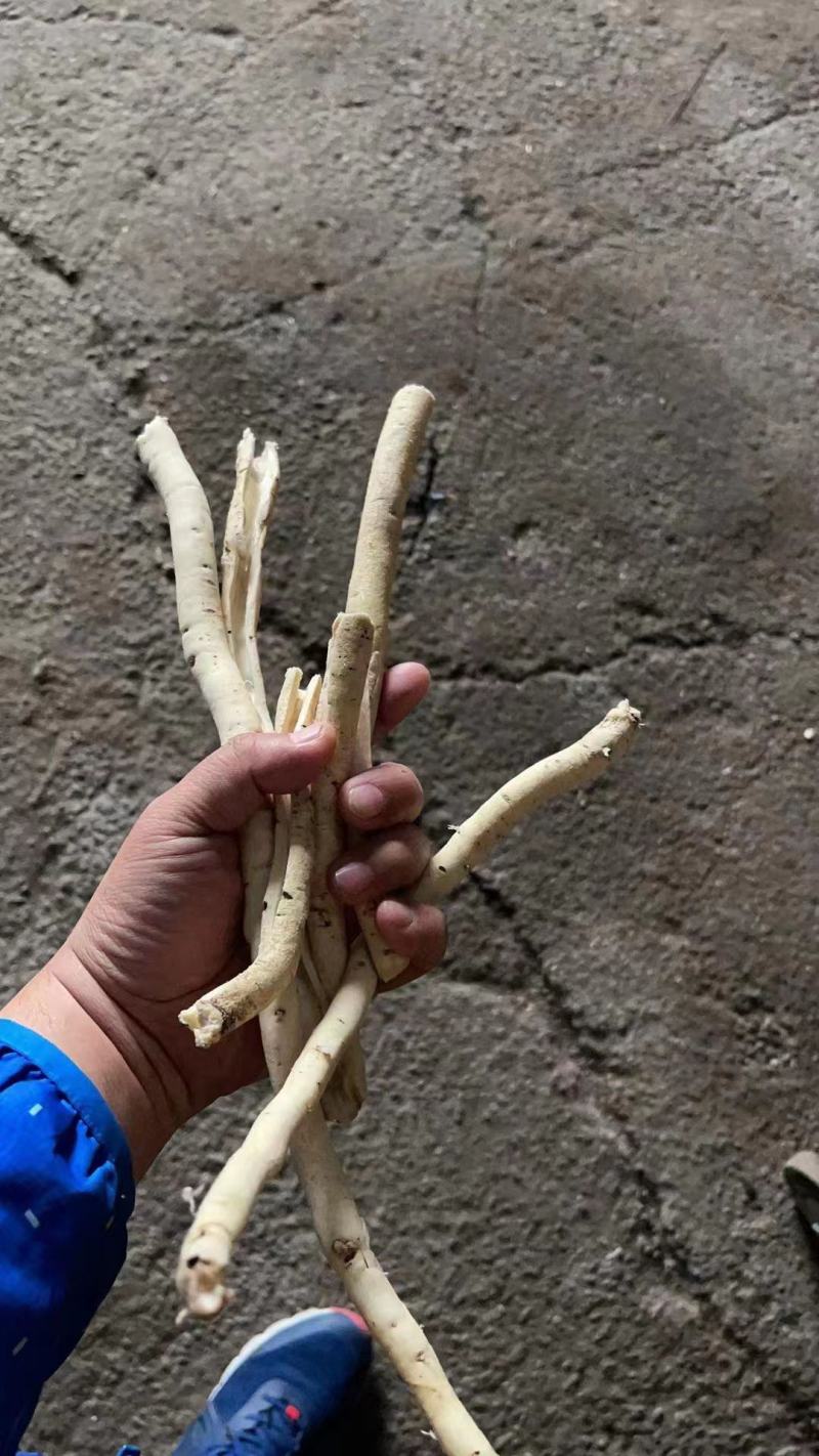 白鲜皮