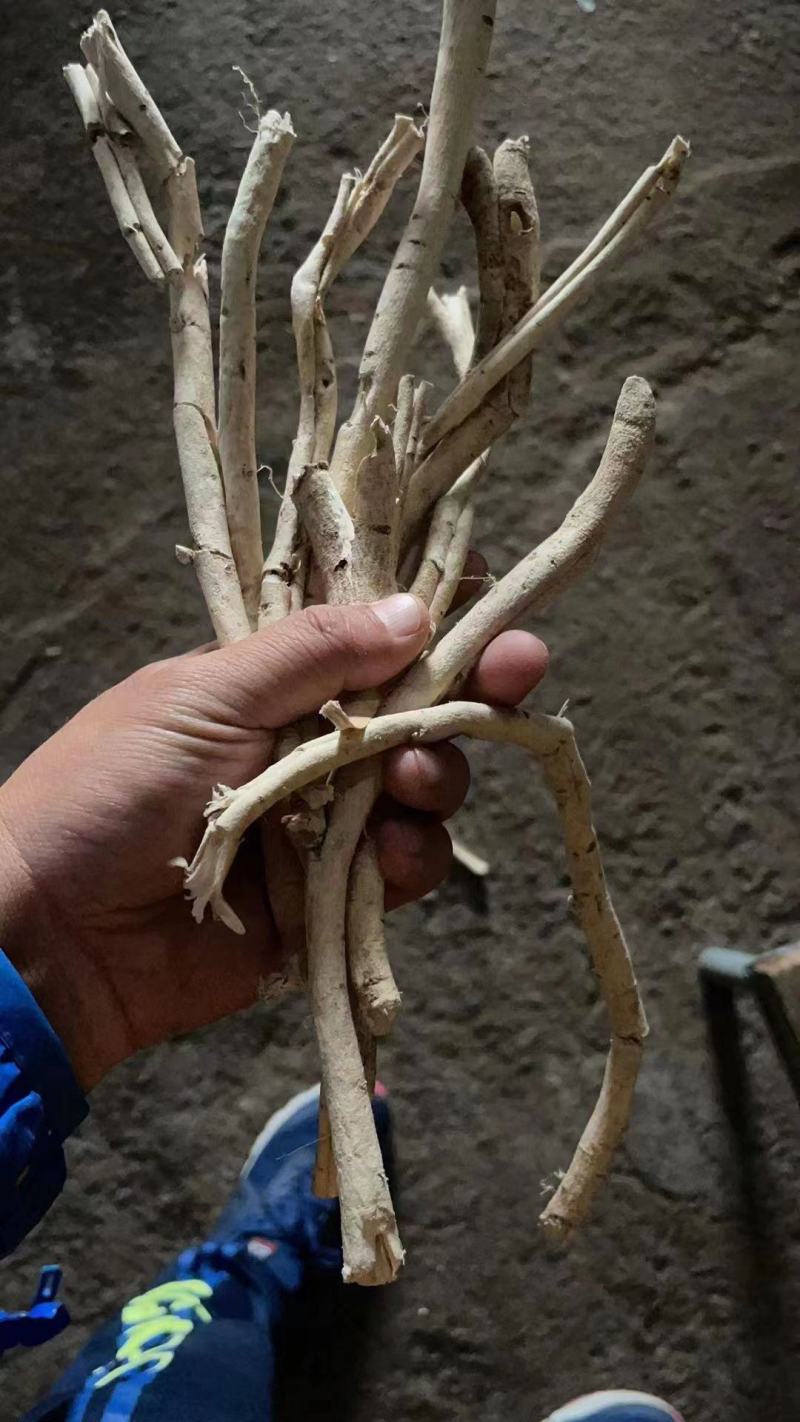 白鲜皮