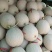海阳特产。网纹瓜。可甜了
