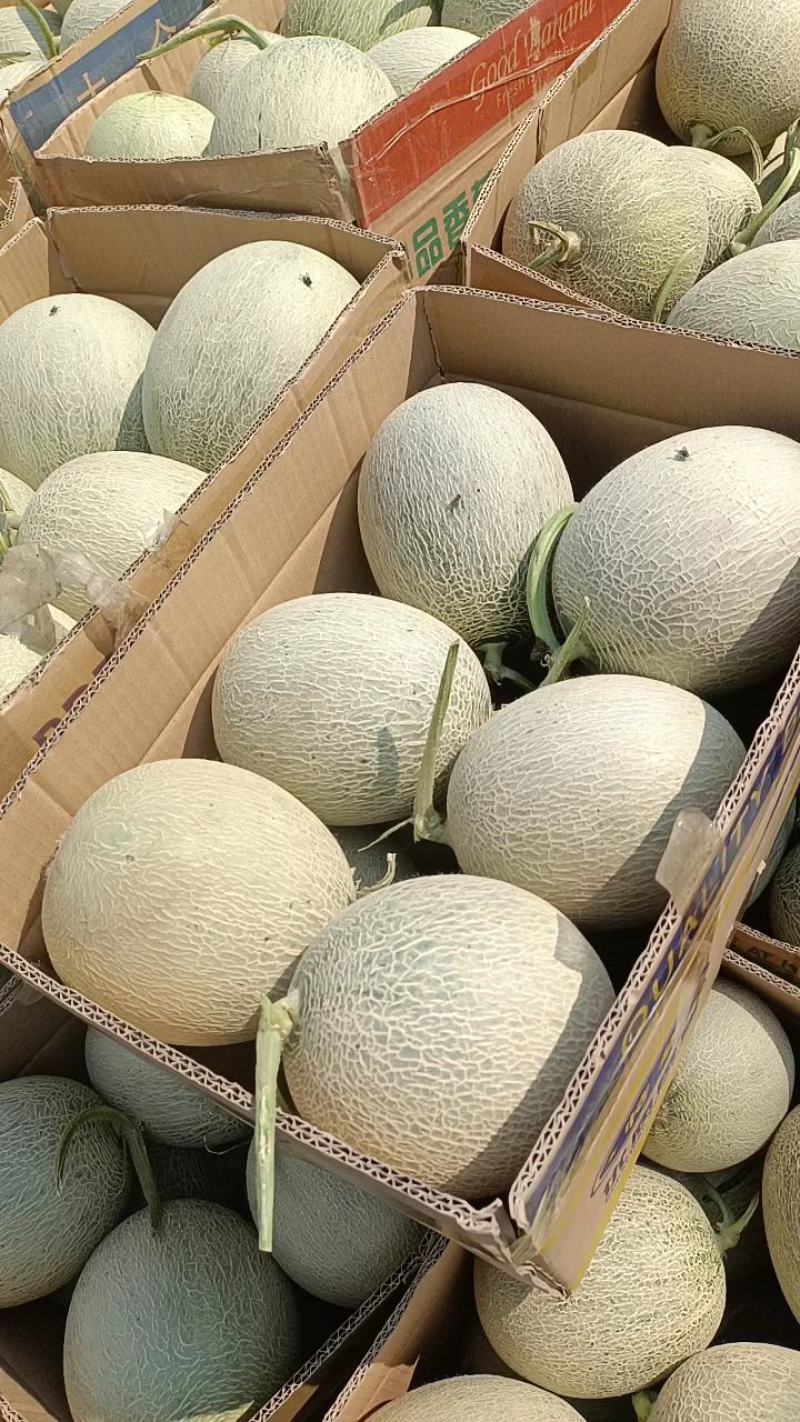 海阳特产。网纹瓜。可甜了