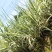 水生植物基地直销花叶芦竹,净化水质,观赏性高,品种齐全