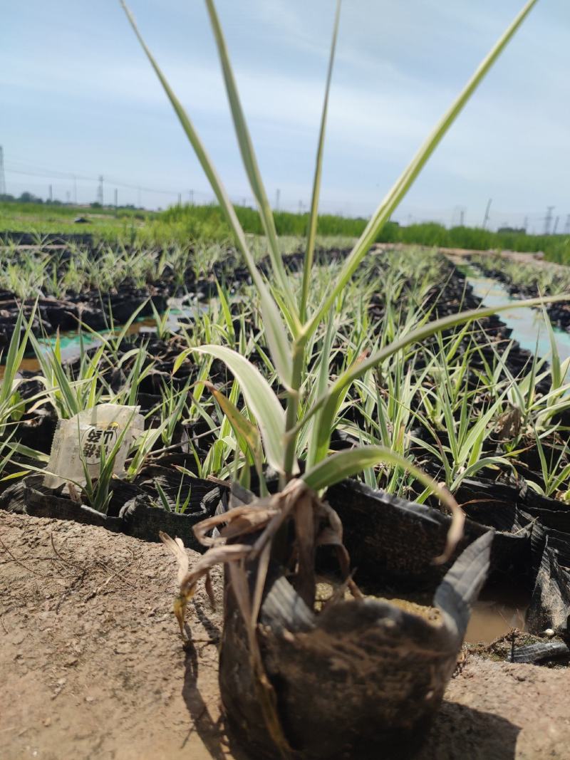 水生植物基地直销花叶芦竹，净化水质，观赏性高，品种齐全