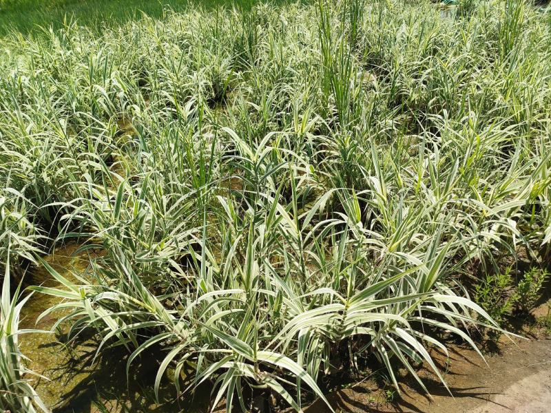 水生植物基地直销花叶芦竹，净化水质，观赏性高，品种齐全