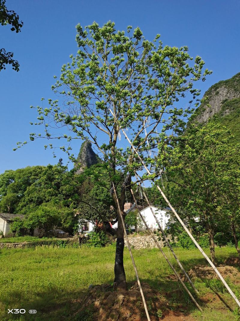 丛生单杆乌桕，