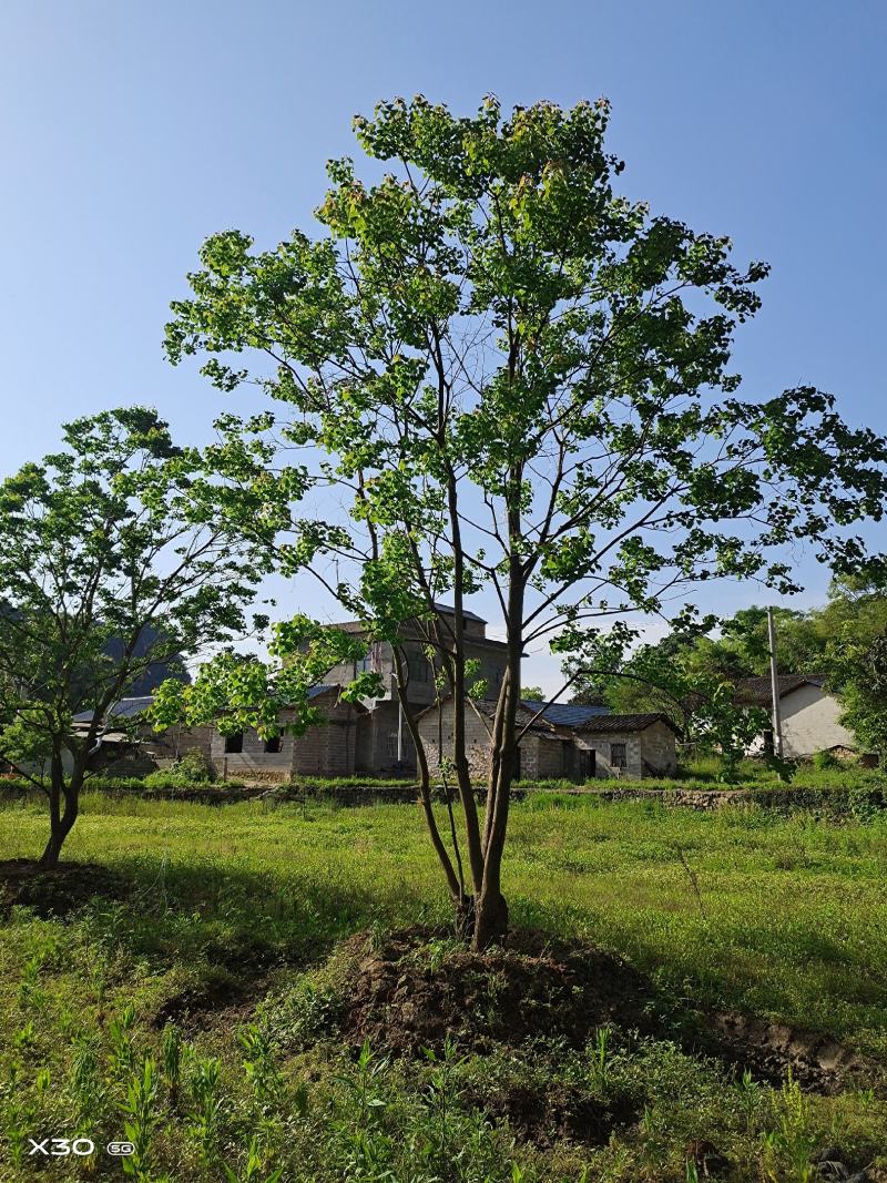 丛生单杆乌桕，