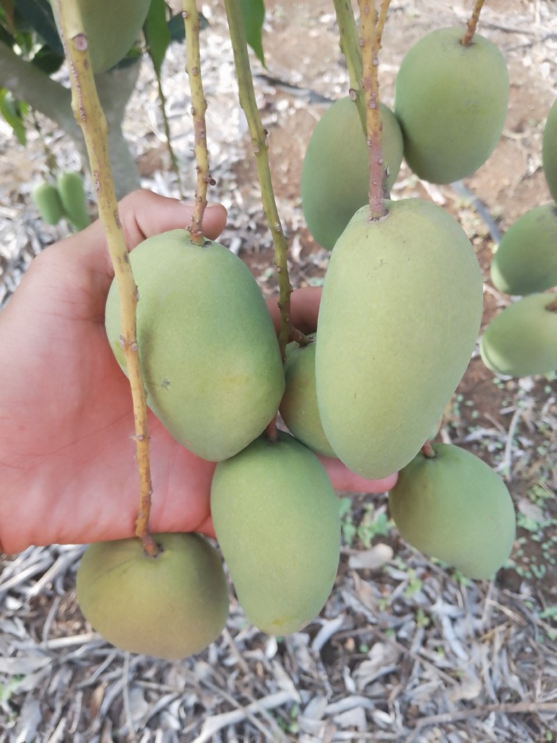中大果