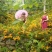 黄草花干货。。。。。。。。。。。。。。。。