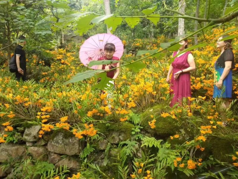 黄草花干货。。。。。。。。。。。。。。。。