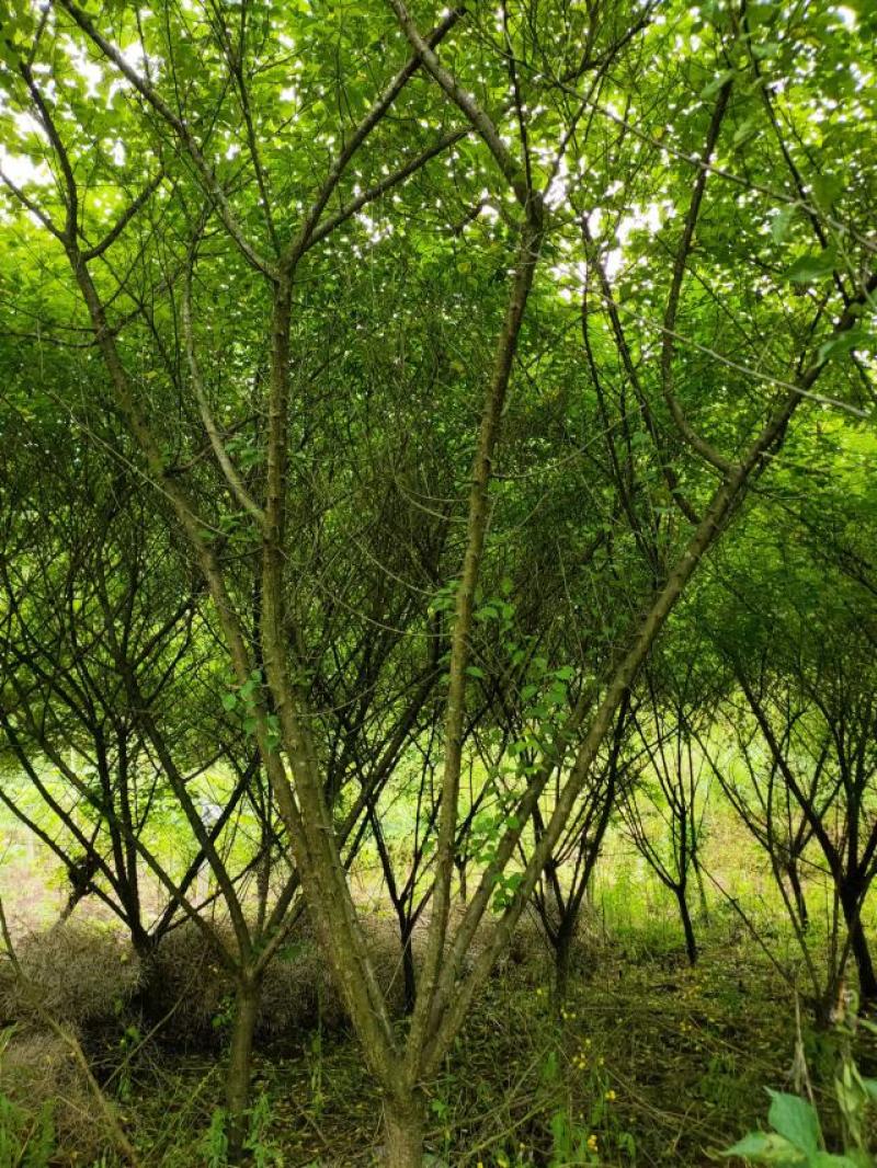 8公分红梅，苗圃直供，树型精品，常年大量供应，性价比高